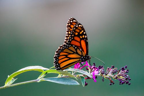 Catching butterflies: The physics of color and patterns